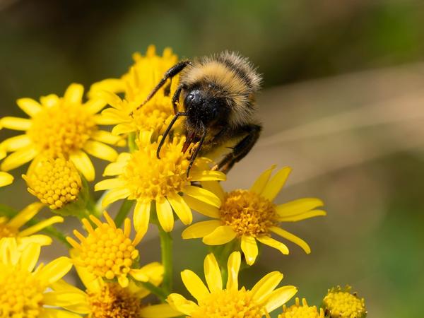 Gewone koekoekshommel (Bombus campestris)